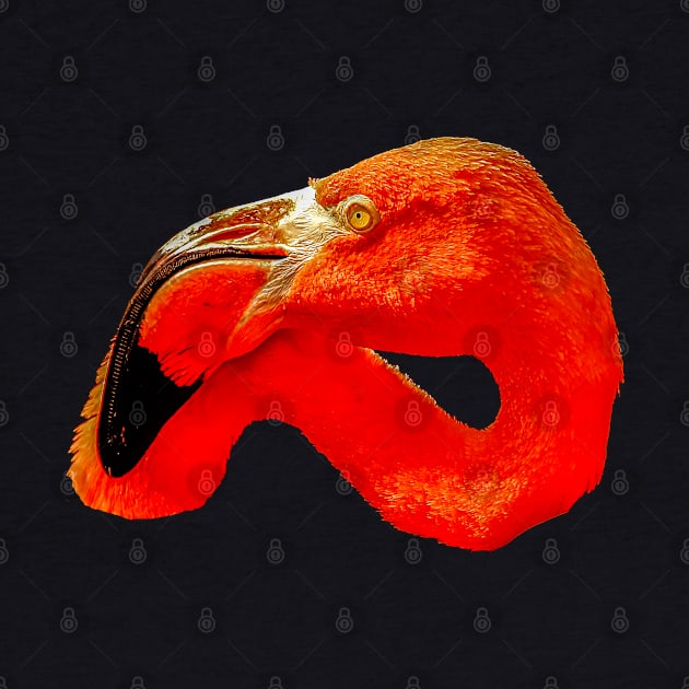 Flamingo head by dalyndigaital2@gmail.com